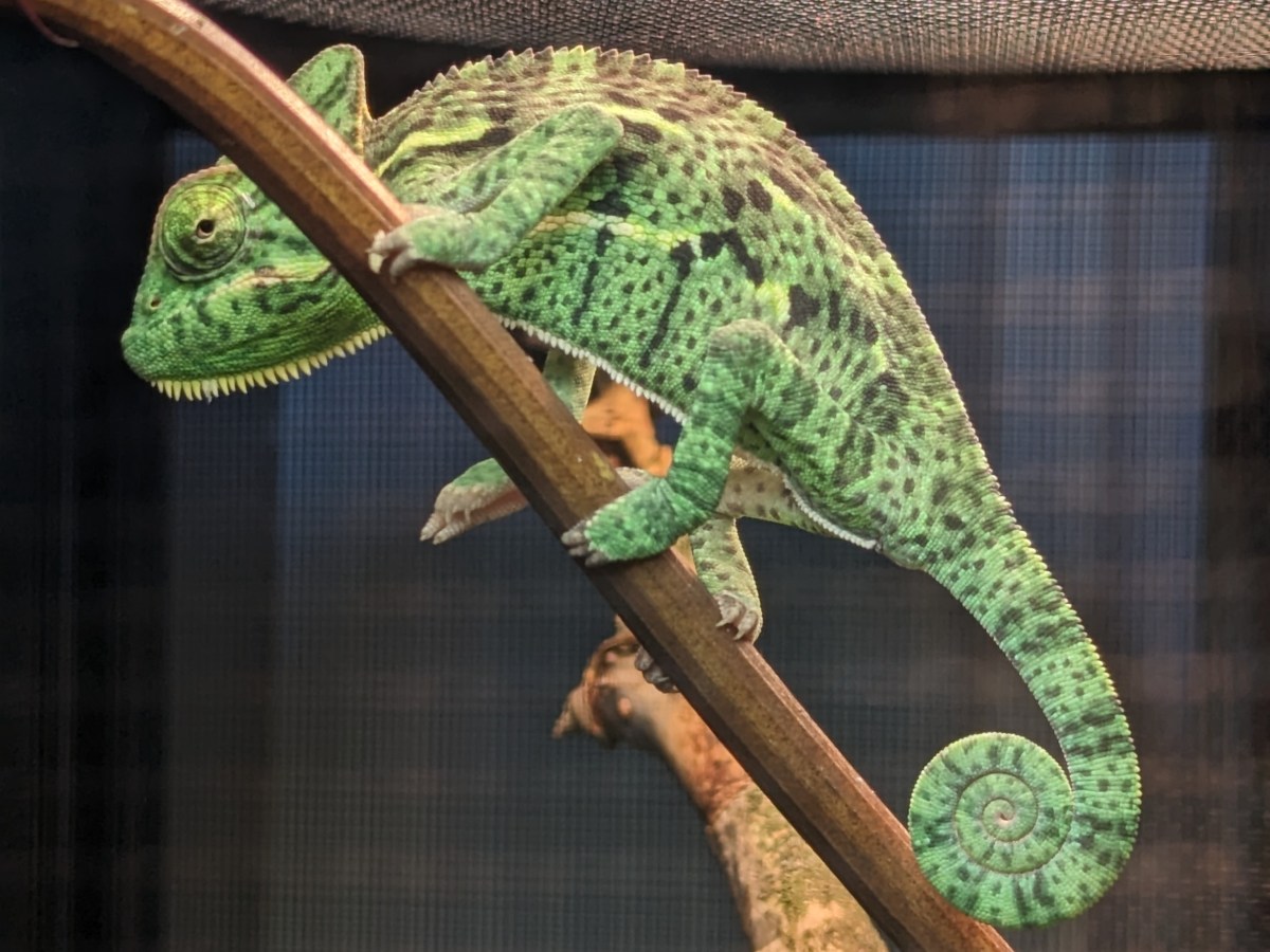 Matisse the Chameleon / Chameleon Mommy Blogger&nbsp;#1